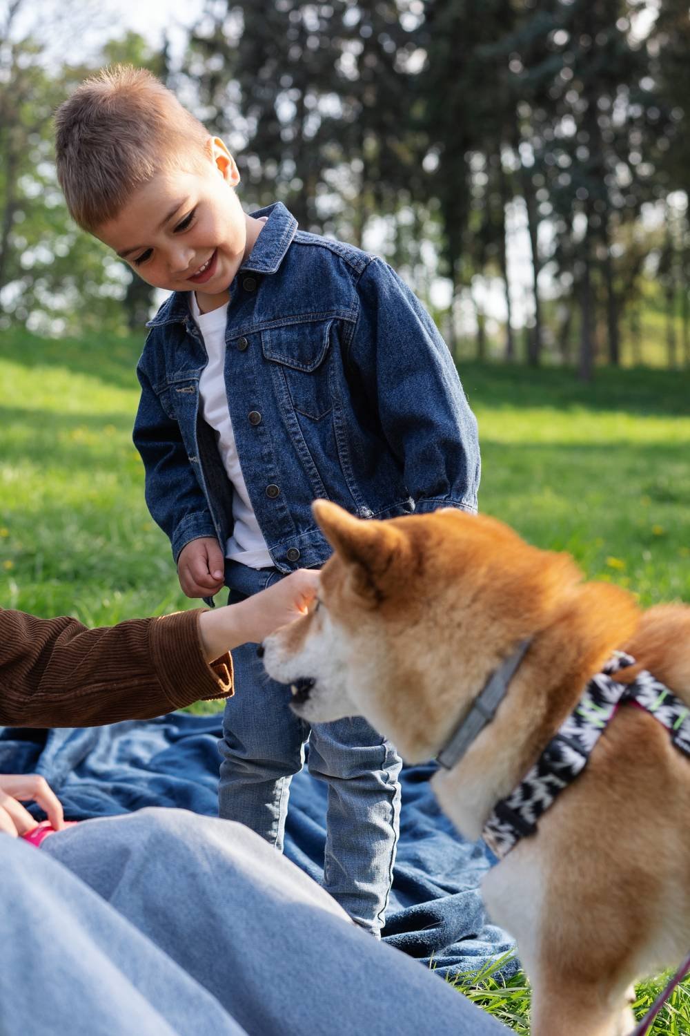 A trained therapy dog looking attentive