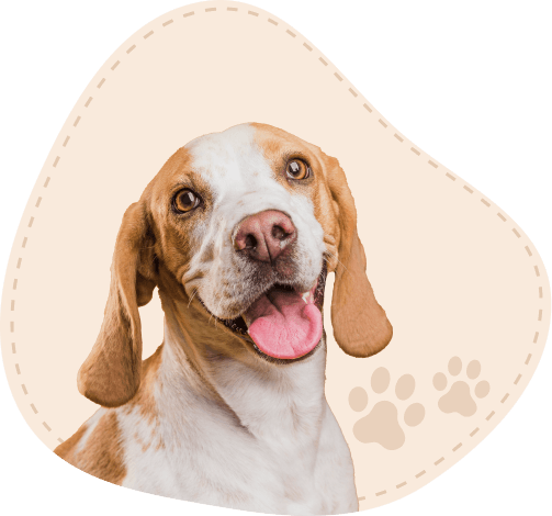 Dog's Name (e.g., Buddy)