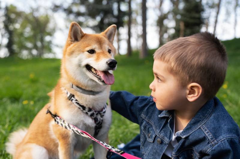 Structured Interactions: The Key to Canine-Assisted Therapy